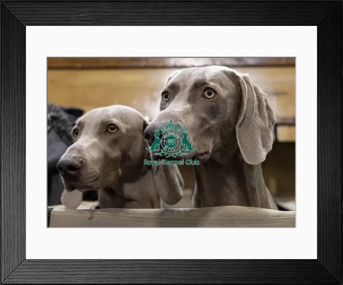 Framed Print : Rudi (L) & Hate (R) Weimaraner's Framed Print : Rudi (L) & Hate (R) Weimaraner's