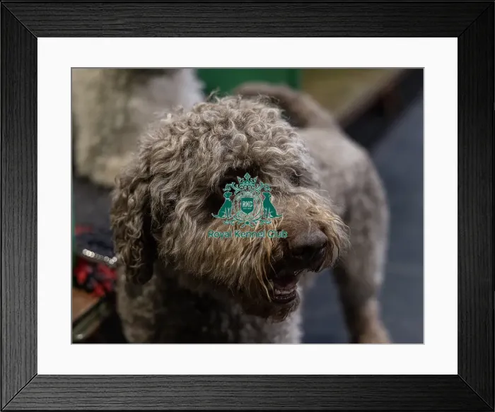 Framed Print : Ozzy a Lagotto Romagnolo from Fairham Framed Print : Ozzy a Lagotto Romagnolo from Fairham