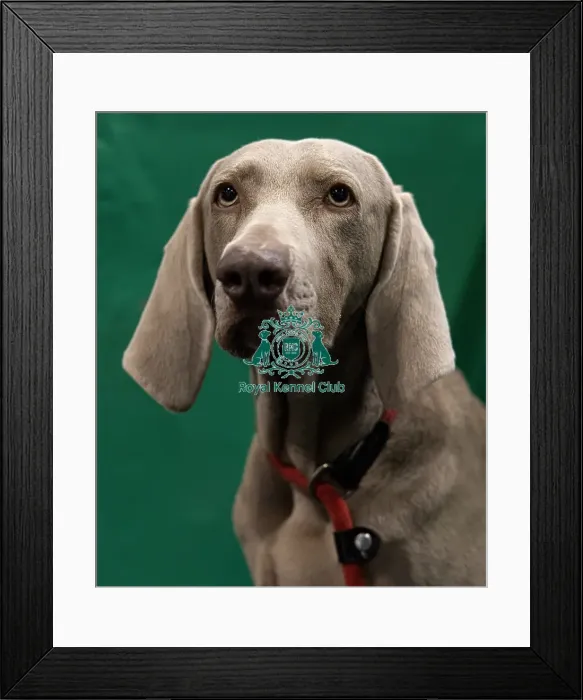 Framed Print : Rita, a Weimaraner who was competing today (Saturday 08 / 03 / 25) Framed Print : Rita, a Weimaraner who was competing today (Saturday 08 / 03 / 25)