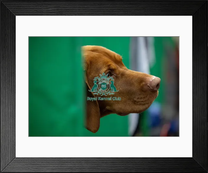 Framed Print : Louie, a Hungarian Vizsla who was competing today (Saturday 08 / 03 / 25)