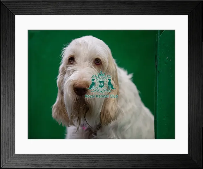 Framed Print : Winnie from Cornwall an Italian Spinone who was competing today (Saturday 08 / 03 / 25) Framed Print : Winnie from Cornwall an Italian Spinone who was competing today (Saturday 08 / 03 / 25)