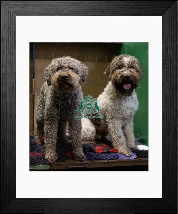 Framed Print : Ozzy (L) & Charlie (R) both Lagotto Romagnolo's from Fairham who were competing today (Saturday 08 / 03 / 25) Framed Print : Ozzy (L) & Charlie (R) both Lagotto Romagnolo's from Fairham who were competing today (Saturday 08 / 03 / 25)