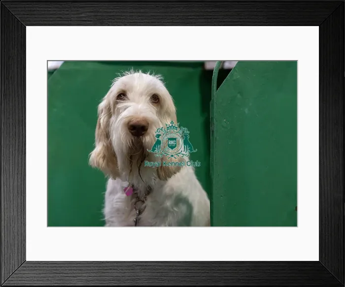 Framed Print : Bella, an Italian Spinone who was competing today (Saturday 08 / 03 / 25) Framed Print : Bella, an Italian Spinone who was competing today (Saturday 08 / 03 / 25)