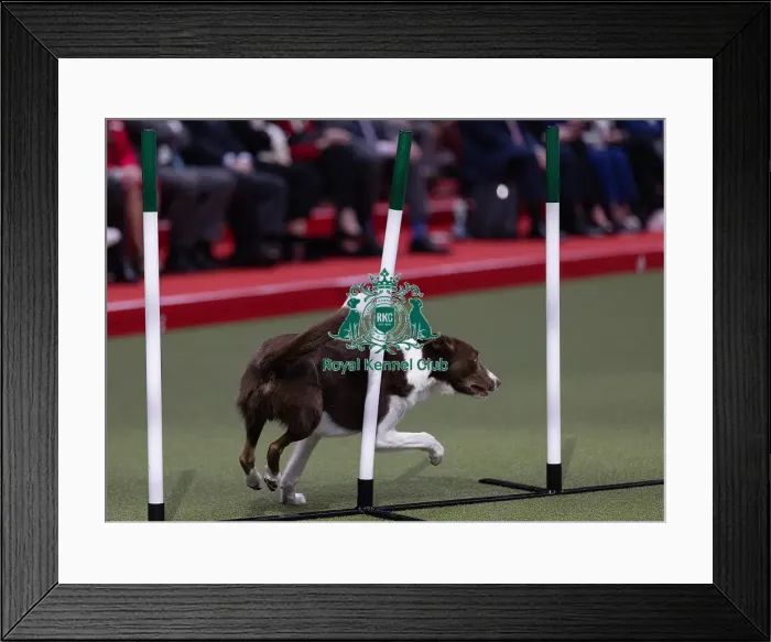 Framed Print : Infinity Runners Shanapy trained by Chris Keaton Framed Print : Infinity Runners Shanapy trained by Chris Keaton