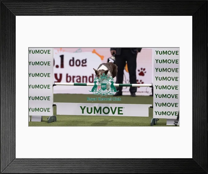 Framed Print : Infinity Runners Shanapy trained by Chris Keaton Framed Print : Infinity Runners Shanapy trained by Chris Keaton