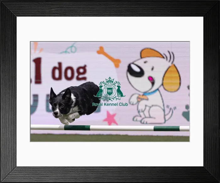 Framed Print : Runbye goin Bananas trained by Naarah Cuddy Framed Print : Runbye goin Bananas trained by Naarah Cuddy