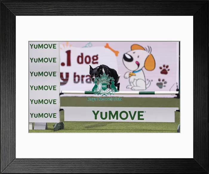 Framed Print : Runbye goin Bananas trained by Naarah Cuddy Framed Print : Runbye goin Bananas trained by Naarah Cuddy