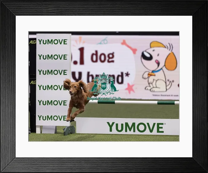 Framed Print : Devongem Tie Gold Standard trained by James Adams Framed Print : Devongem Tie Gold Standard trained by James Adams