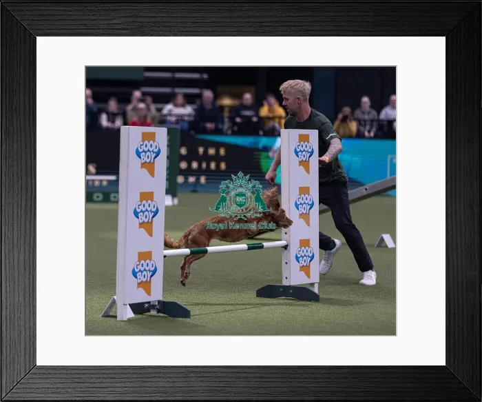 Framed Print : Devongem Tie Gold Standard trained by James Adams