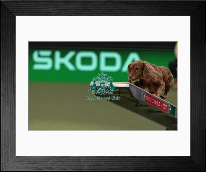 Framed Print : Devongem Tie Gold Standard trained by James Adams Framed Print : Devongem Tie Gold Standard trained by James Adams