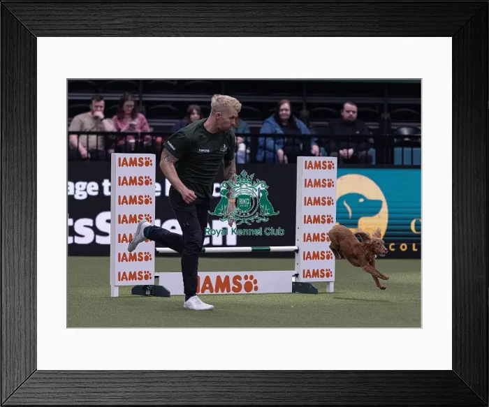 Framed Print : Devongem Tie Gold Standard trained by James Adams Framed Print : Devongem Tie Gold Standard trained by James Adams