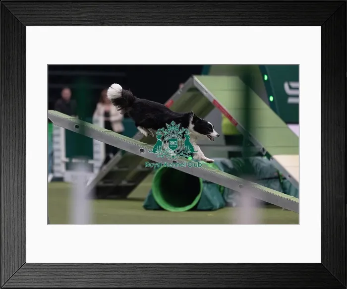 Framed Print : Leebeardream cometrue trained by Laura Chapman Framed Print : Leebeardream cometrue trained by Laura Chapman