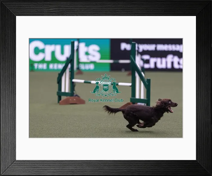 Framed Print : Spartan Worker Baileys trained by Jesus Fernandez Crespo Framed Print : Spartan Worker Baileys trained by Jesus Fernandez Crespo