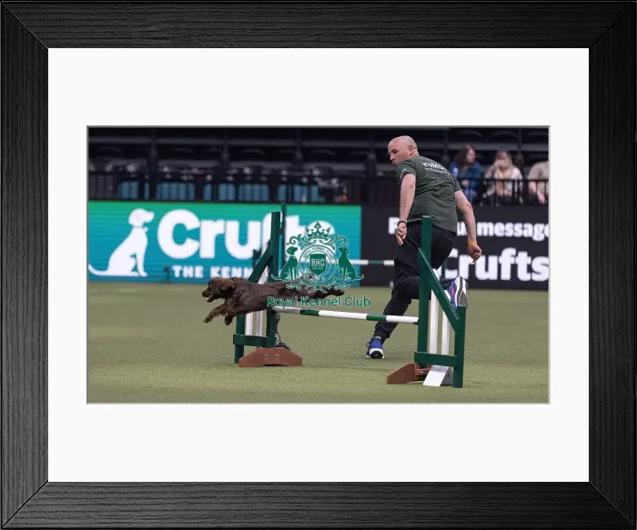 Framed Print : Spartan Worker Baileys trained by Jesus Fernandez Crespo Framed Print : Spartan Worker Baileys trained by Jesus Fernandez Crespo