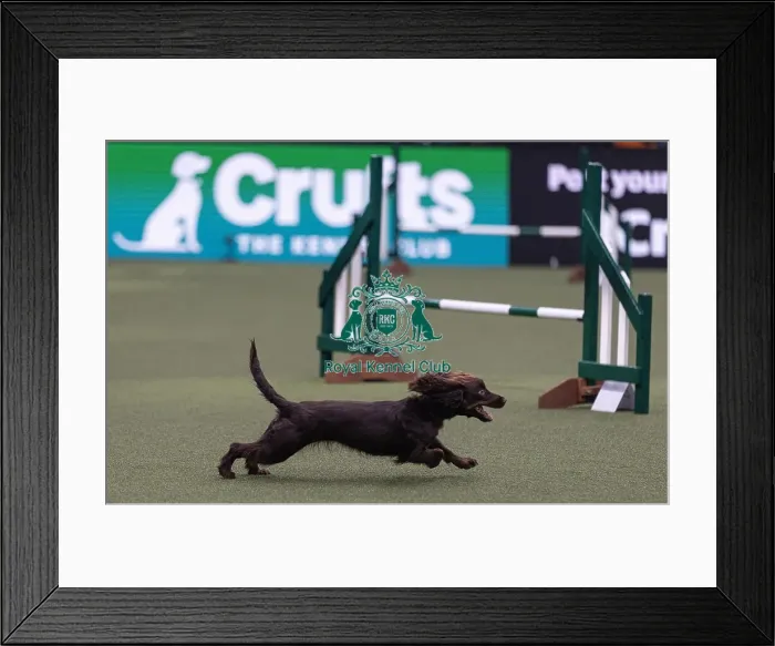 Framed Print : Spartan Worker Baileys trained by Jesus Fernandez Crespo Framed Print : Spartan Worker Baileys trained by Jesus Fernandez Crespo