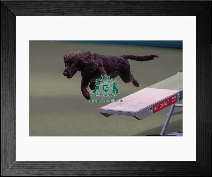 Framed Print : Spartan Worker Baileys trained by Jesus Fernandez Crespo Framed Print : Spartan Worker Baileys trained by Jesus Fernandez Crespo