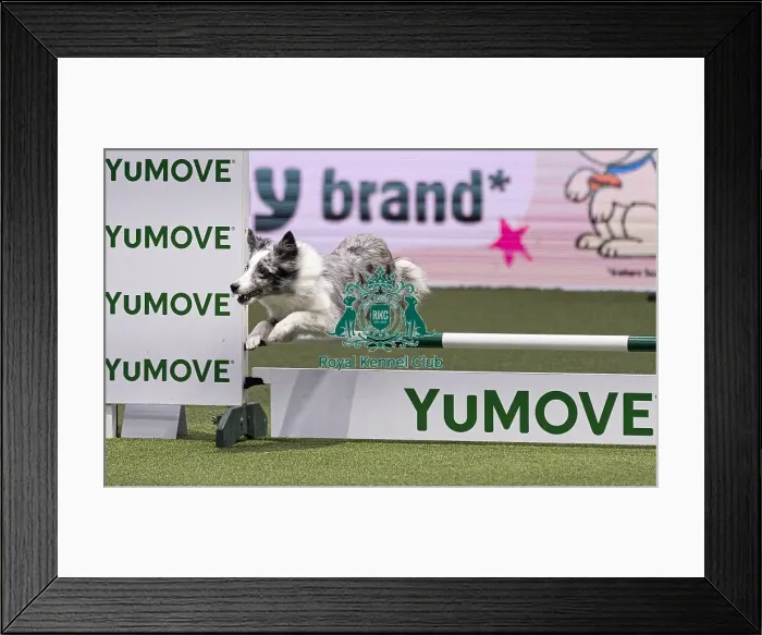 Framed Print : Get it with eager to work trained by Martin Reid Framed Print : Get it with eager to work trained by Martin Reid