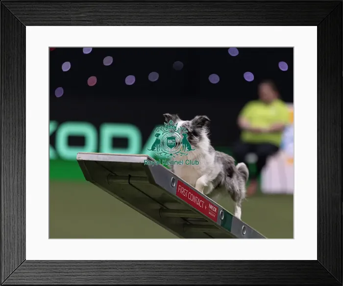 Framed Print : Get it with eager to work trained by Martin Reid Framed Print : Get it with eager to work trained by Martin Reid