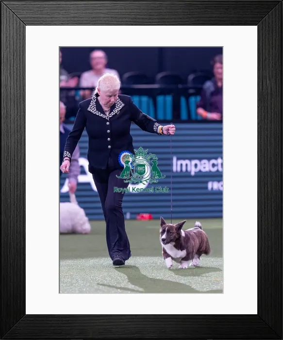 Framed Print : Vulnerable Breeds Competion 3rd placed Framed Print : Vulnerable Breeds Competion 3rd placed