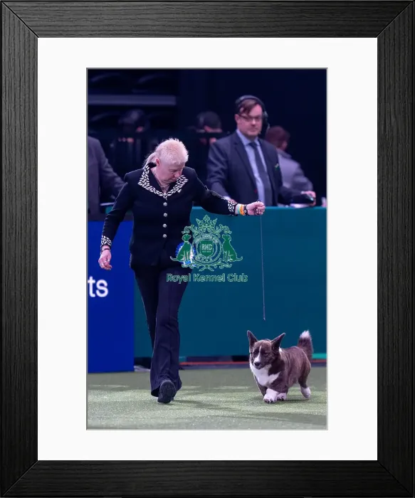 Framed Print : Vulnerable Breeds Competion 3rd placed Framed Print : Vulnerable Breeds Competion 3rd placed