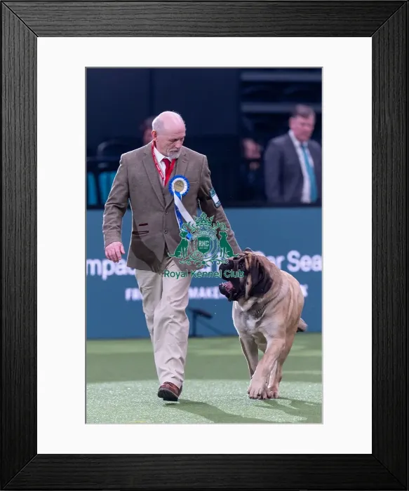 Framed Print : Vulnerable Breeds Competition Final