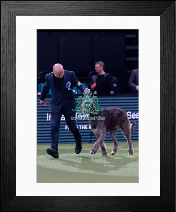 Framed Print : Vulnerable Breeds Competion Winner Roger Tebburtt with Tozzie an Irish Wolfhound Framed Print : Vulnerable Breeds Competion Winner Roger Tebburtt with Tozzie an Irish Wolfhound
