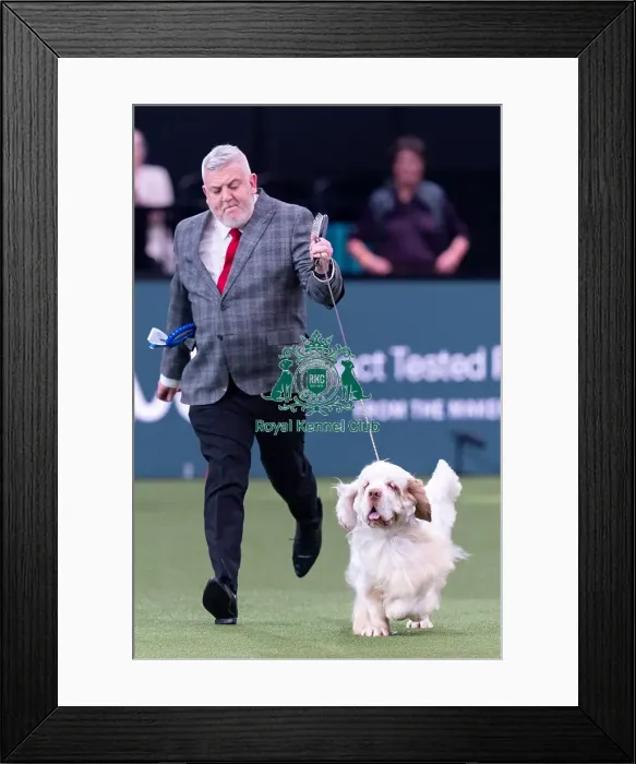 Framed Print : Vulnerable Breeds Competion Runner-up SH CH VANITONIA SOLOIST Framed Print : Vulnerable Breeds Competion Runner-up SH CH VANITONIA SOLOIST