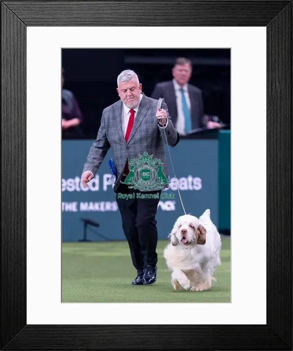 Framed Print : Vulnerable Breeds Competion Runner-up SH CH VANITONIA SOLOIST Framed Print : Vulnerable Breeds Competion Runner-up SH CH VANITONIA SOLOIST