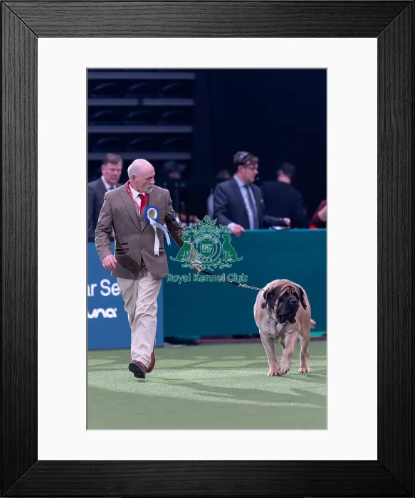Framed Print : Vulnerable Breeds Competition Final