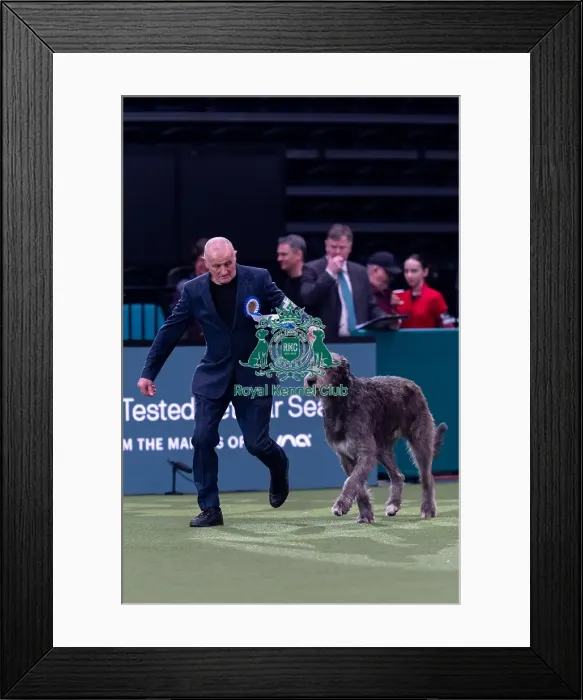 Framed Print : Vulnerable Breeds Competion Winner Roger Tebburtt with Tozzie an Irish Wolfhound Framed Print : Vulnerable Breeds Competion Winner Roger Tebburtt with Tozzie an Irish Wolfhound