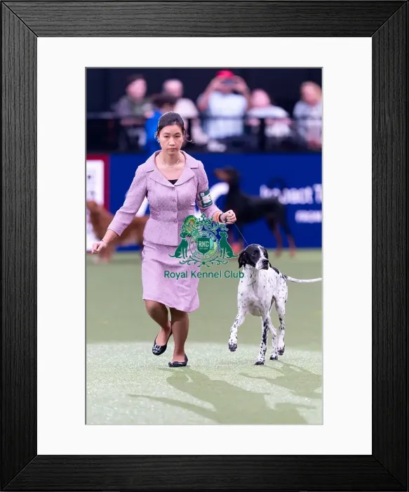 Framed Print : Joe Cartledge Memorial International Junior Handling Competition