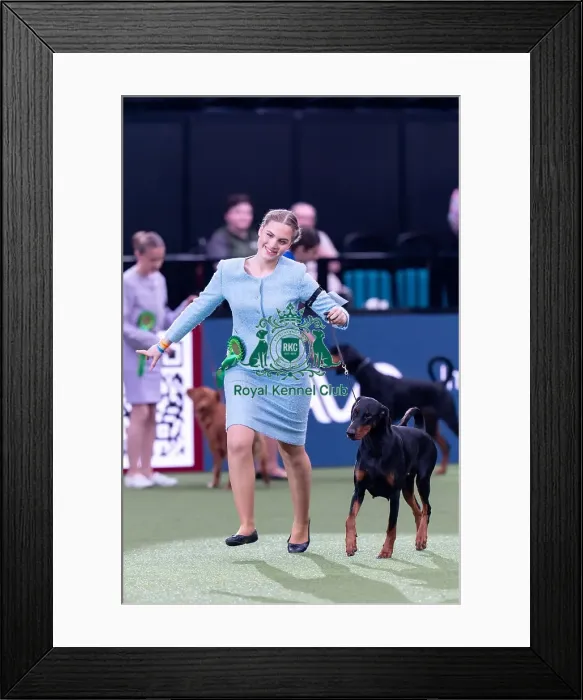 Framed Print : Joe Cartledge Memorial International Junior Handling Competition Final Runner up Framed Print : Joe Cartledge Memorial International Junior Handling Competition Final Runner up