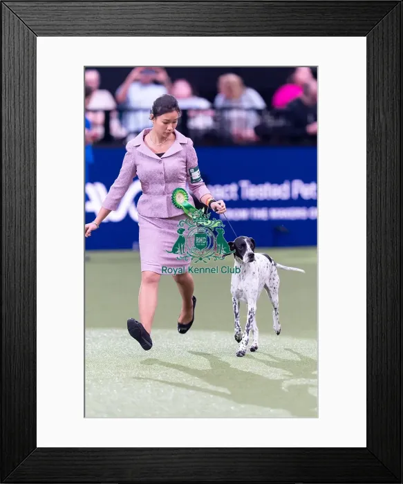 Framed Print : Joe Cartledge Memorial International Junior Handling Competition Framed Print : Joe Cartledge Memorial International Junior Handling Competition