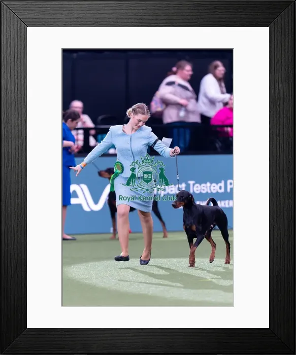 Framed Print : Joe Cartledge Memorial International Junior Handling Competition Final Runner up Framed Print : Joe Cartledge Memorial International Junior Handling Competition Final Runner up