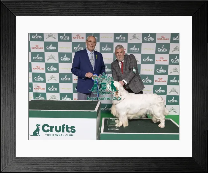 Framed Print : Vulnerable Breeds Competion Runner-up SH CH VANITONIA SOLOIST Framed Print : Vulnerable Breeds Competion Runner-up SH CH VANITONIA SOLOIST