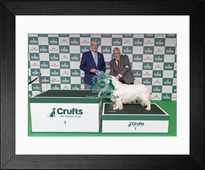Framed Print : Vulnerable Breeds Competion Runner-up SH CH VANITONIA SOLOIST Framed Print : Vulnerable Breeds Competion Runner-up SH CH VANITONIA SOLOIST