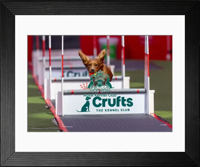 Framed Print : Flyball Team The Last 16 who was competing today (Friday 07 / 03 / 25) Framed Print : Flyball Team The Last 16 who was competing today (Friday 07 / 03 / 25)