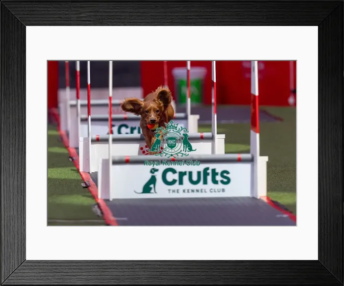 Framed Print : Flyball Team The Last 16 who was competing today (Friday 07 / 03 / 25) Framed Print : Flyball Team The Last 16 who was competing today (Friday 07 / 03 / 25)