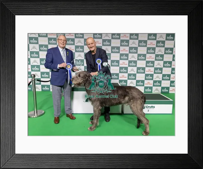 Framed Print : Vulnerable Breeds Competion Winner Roger Tebburtt with Tozzie an Irish Wolfhound Framed Print : Vulnerable Breeds Competion Winner Roger Tebburtt with Tozzie an Irish Wolfhound