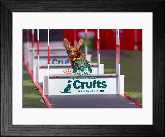 Framed Print : Flyball Team The Last 16 who was competing today (Friday 07 / 03 / 25) Framed Print : Flyball Team The Last 16 who was competing today (Friday 07 / 03 / 25)