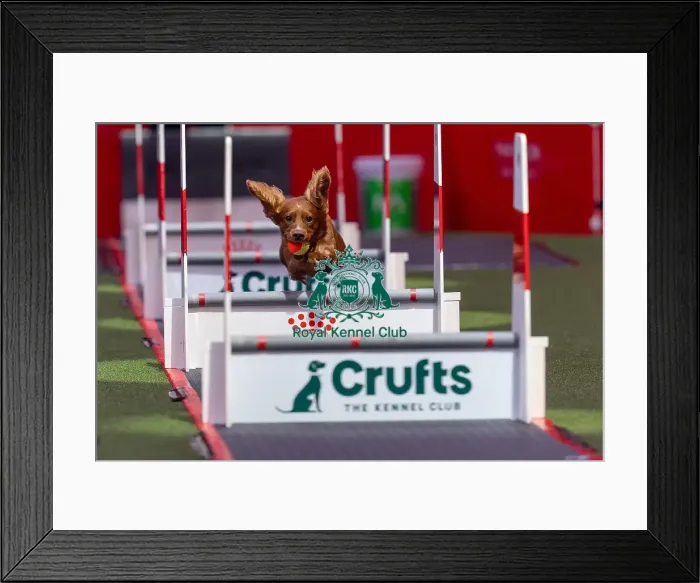 Framed Print : Flyball Team The Last 16 who was competing today (Friday 07 / 03 / 25) Framed Print : Flyball Team The Last 16 who was competing today (Friday 07 / 03 / 25)