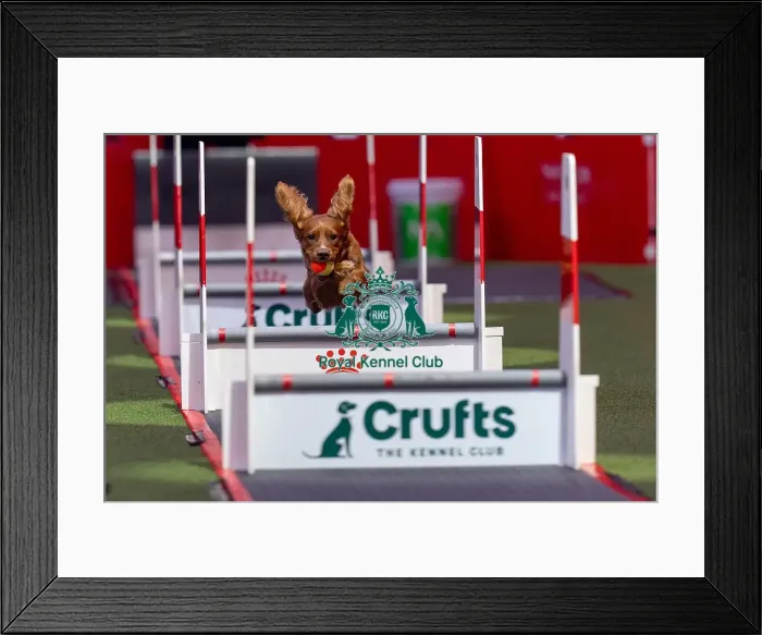 Framed Print : Flyball Team The Last 16 who was competing today (Friday 07 / 03 / 25) Framed Print : Flyball Team The Last 16 who was competing today (Friday 07 / 03 / 25)