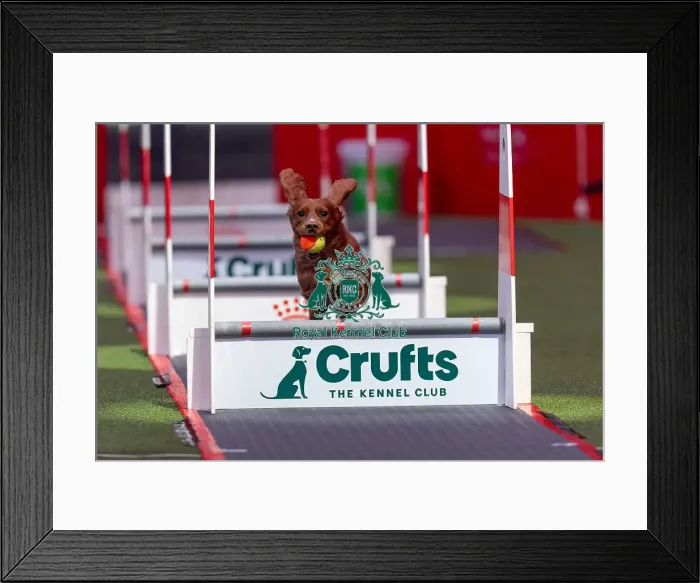Framed Print : Flyball Team The Last 16 who was competing today (Friday 07 / 03 / 25) Framed Print : Flyball Team The Last 16 who was competing today (Friday 07 / 03 / 25)