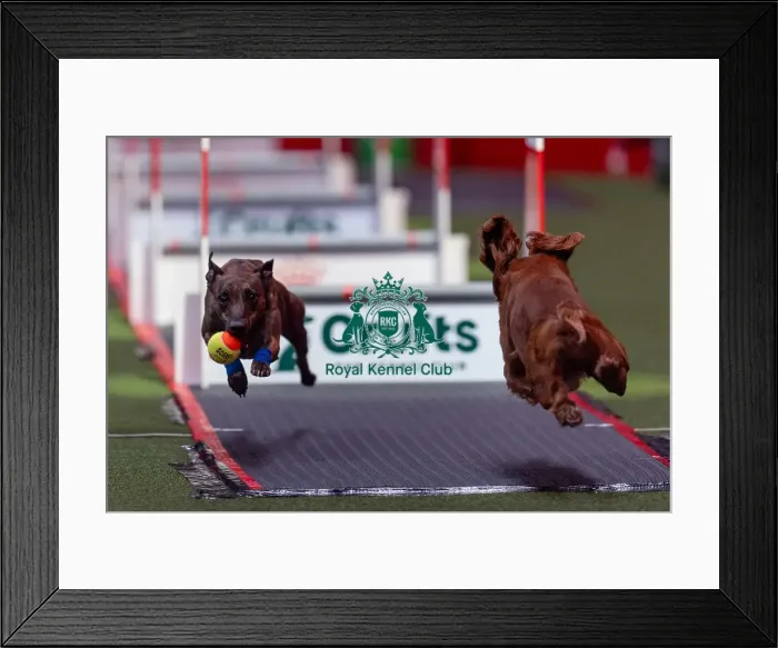 Framed Print : Flyball Team The Last 16 who was competing today (Friday 07 / 03 / 25)