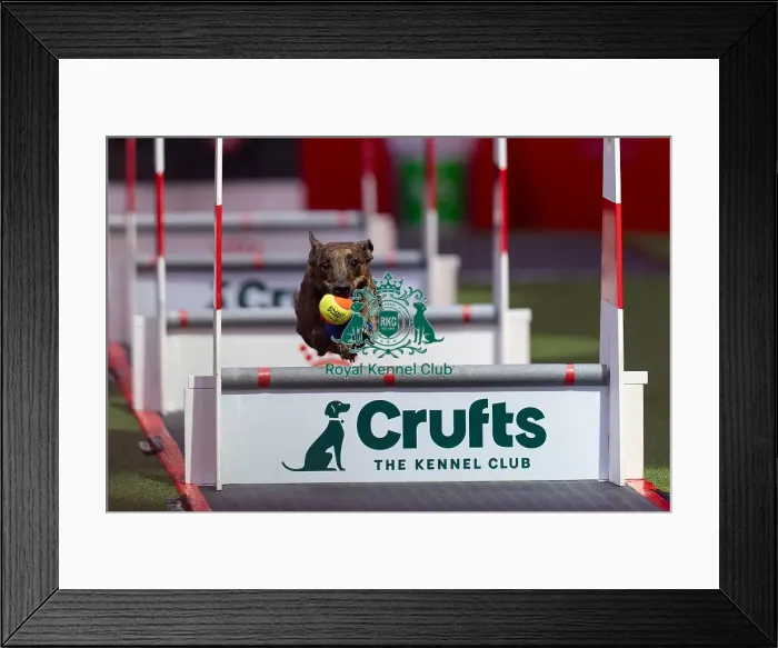 Framed Print : Flyball Team The Last 16 who was competing today (Friday 07 / 03 / 25) Framed Print : Flyball Team The Last 16 who was competing today (Friday 07 / 03 / 25)