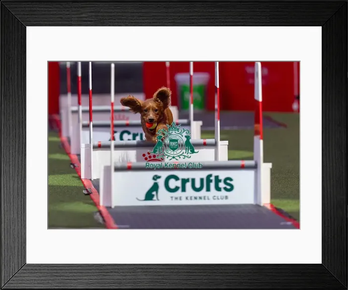 Framed Print : Flyball Team The Last 16 who was competing today (Friday 07 / 03 / 25) Framed Print : Flyball Team The Last 16 who was competing today (Friday 07 / 03 / 25)