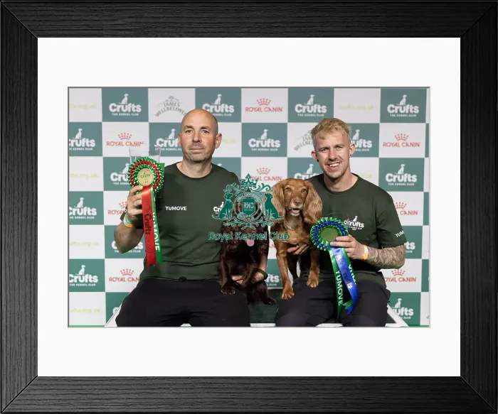 Framed Print : Agility Crufts Singles Final Medium Winner Jesus Fernandez Crespo with Spartan Worker Baileys