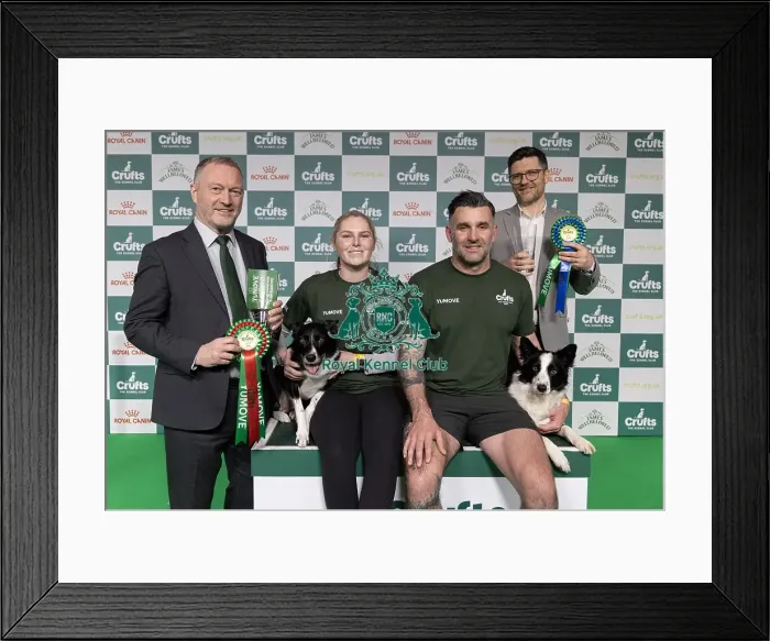 Framed Print : Agility Crufts Singles Final Intermediate Winner Naarah Caddy with Runbye gain Bananas Framed Print : Agility Crufts Singles Final Intermediate Winner Naarah Caddy with Runbye gain Bananas