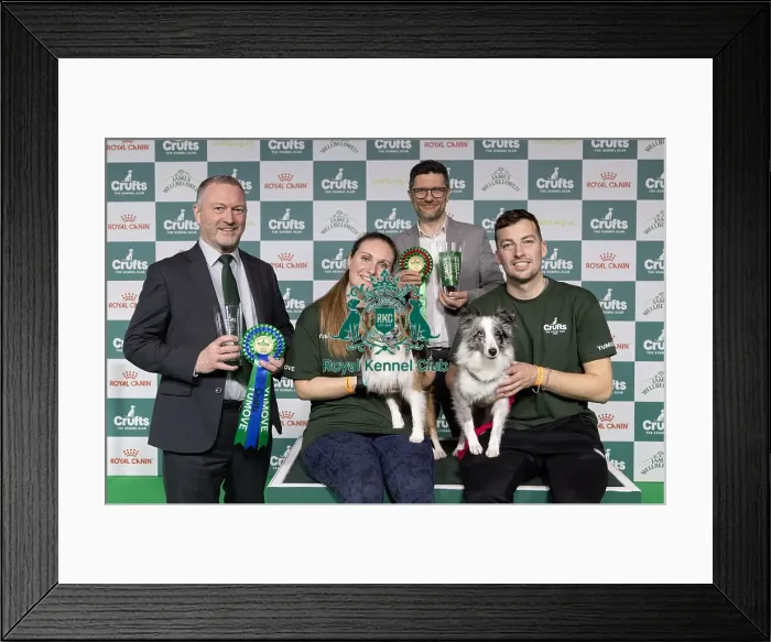 Framed Print : Agility Crufts Singles Final Small Winner Martin Read with Get with it eager to work Framed Print : Agility Crufts Singles Final Small Winner Martin Read with Get with it eager to work