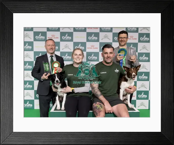 Framed Print : Agility Crufts Singles Final large Winner Naarah Cuddy with Dark Pleasure Framed Print : Agility Crufts Singles Final large Winner Naarah Cuddy with Dark Pleasure
